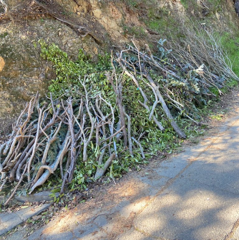 tree